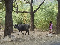 Buflonne dans la campagne à Ranakpur : vache