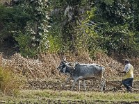Zébus de travail : vache