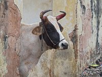 Vache photogénique à Udaipur  La vache au cœur de l’actualité politique de l’Inde Depuis l’élection, en mai 2014, du Bharatiya Janata Party (BJP) et la nomination de Narendra Modi comme premier ministre de l’Inde, les législations concernant la vache se sont multipliées, notamment une loi interdisant la consommation de sa viande, qui de fait étend l’interdiction aux populations non indoues.  La défense de cet animal considéré comme sacré dans l’hindouisme permet en effet au BJP de prôner le rayonnement de l’Hindutva, l’idéologie nationaliste hindoue, et l’hostilité aux minorités religieuses. : vache